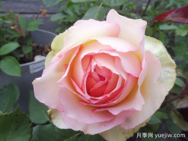 吉莱塔月季/四季龙沙月季(图2)