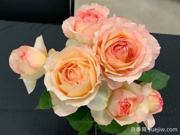 吉莱塔月季/四季龙沙月季(图4)