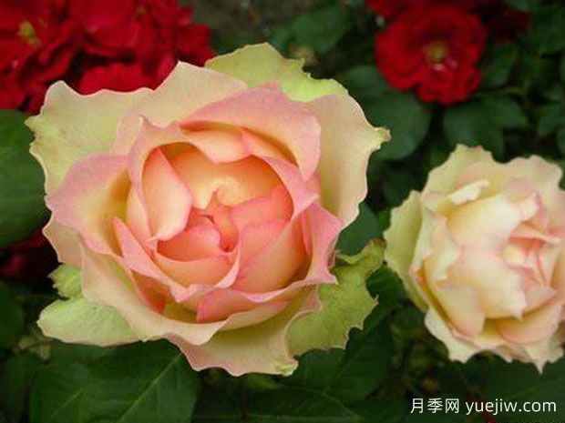 吉莱塔月季/四季龙沙月季(图3)