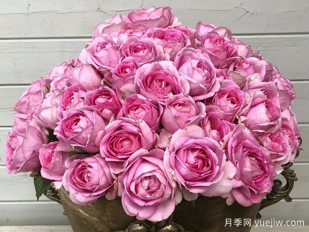 玛丽皇后月季/玛丽王后(图3)