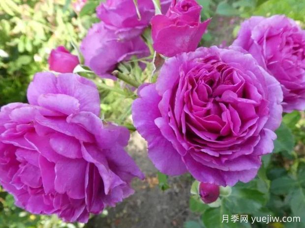 芬芳空气月季/空气香水/香漫空间(图2)