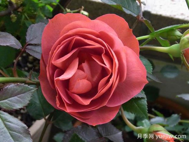 咖啡欢腾月季/咖啡喝彩(图1)