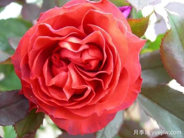 咖啡欢腾月季/咖啡喝彩(图2)