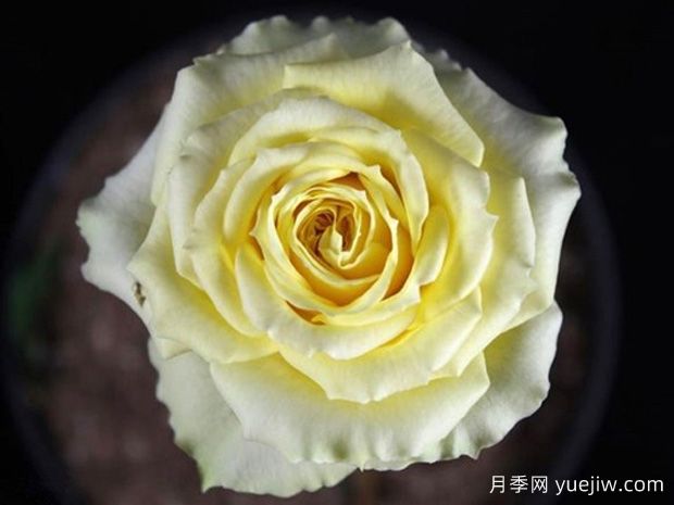 黄色欢腾月季(图1)