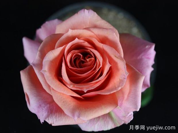 干草原欢腾月季(图1)