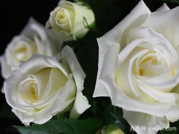 冰川欢腾月季(图1)