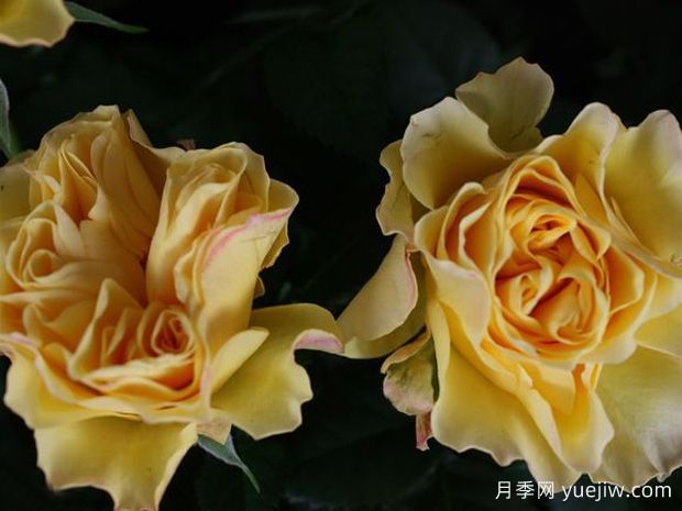 沙漠欢腾月季(图1)