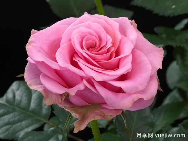 尼罗河欢腾月季(图1)