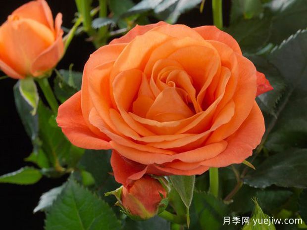 地球欢腾月季(图1)