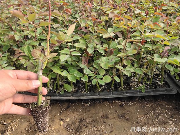月季嫁接苗和扦插苗的区别是什么?哪个更好呢?(图1) 月季嫁接苗和扦插苗的区别是什么?哪个更好呢?(图1)