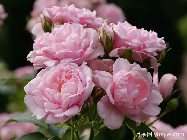 粉色怀旧月季(图1)