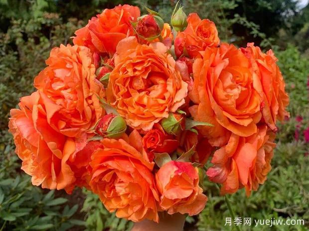 夏日炎热月季(图1)