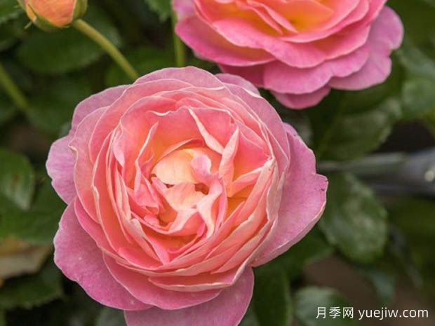 多恩堡城堡玫瑰月季(图1)