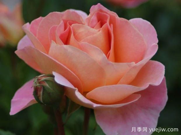 多恩堡城堡玫瑰月季(图2)