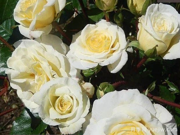 奶油雪纺月季(图1)