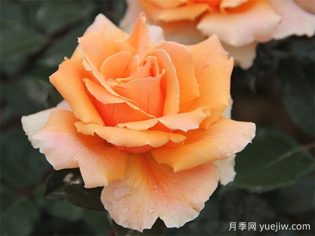 大花月季的肥料应该如何施加，才能保证良好生长？(图1)