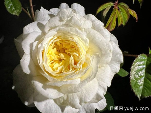 柠檬味砂糖月季(图1)