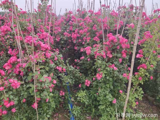 绿化工程必备，八大类型月季在绿化中的运用！(图3)