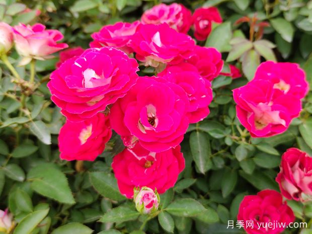 绿化工程必备，八大类型月季在绿化中的运用！(图4)