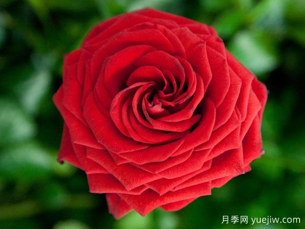 红拂月季/红色娜奥米/红娜欧米(图2)