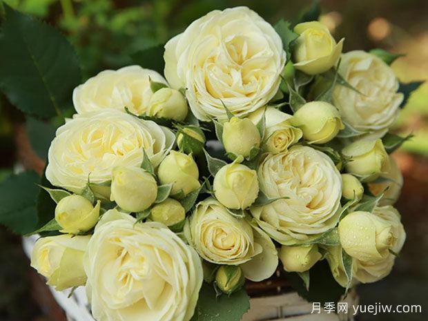 奶油龙沙宝石月季/奶龙月季(图2)