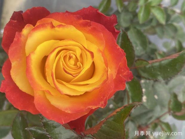 胜利女神月季(图1)