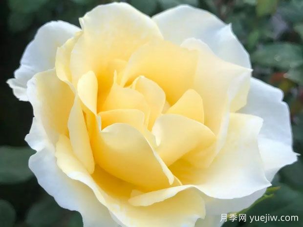 导师之花月季(图2)