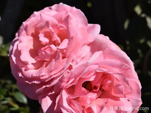 舞蹈皇后月季/舞后(图1)