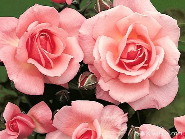 舞蹈皇后月季/舞后(图2)