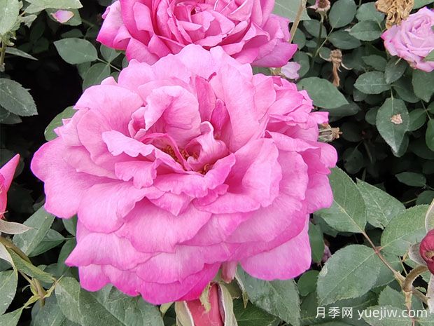 25个蓝紫色月季品种大合集，天然蓝紫美到心里(图3)