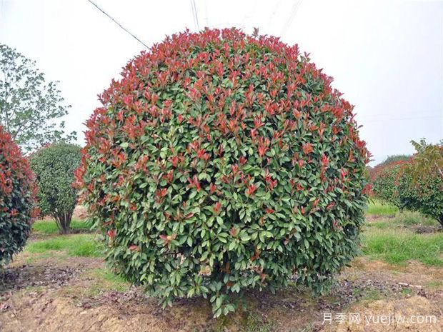 分享10个适合北方种植的常绿阔叶树种(图1)