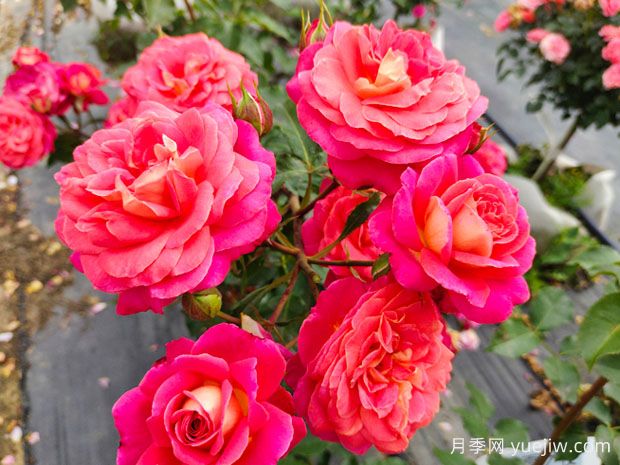 仲夏月季/盛夏月季(图4)