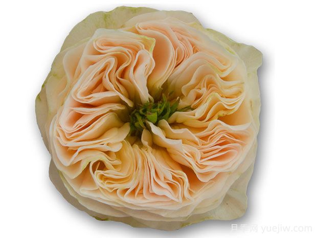 斯坦利修道院月季(图2)