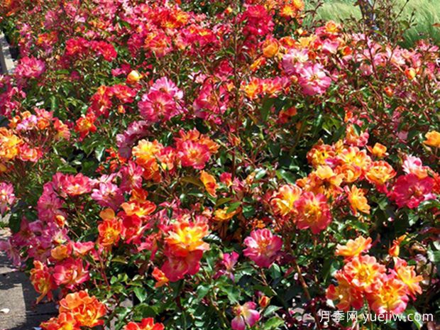 海报画月季(黄)(图1)