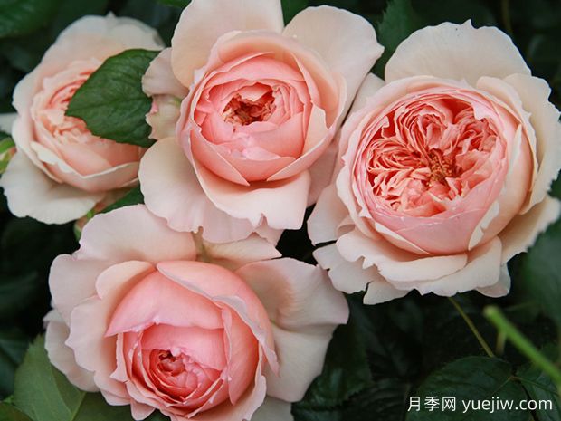 推荐8个好看又好养的灌木月季，让花园更美丽(图1)