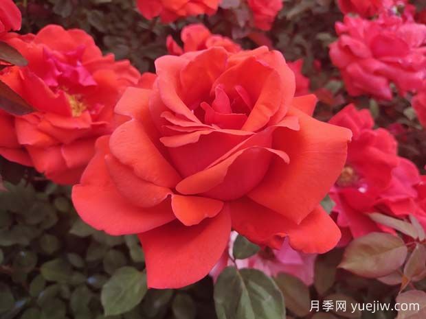 推荐7款经典月季品种,勤花好养(图1) 推荐7款经典月季品种,勤花好养(图1)