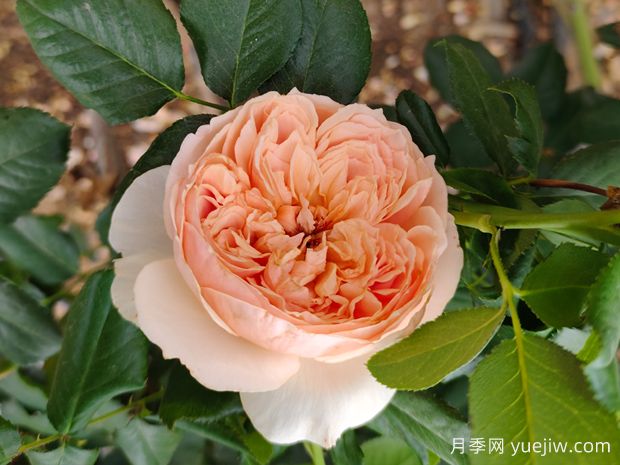 推荐7款经典月季品种,勤花好养(图2) 推荐7款经典月季品种,勤花好养(图2)