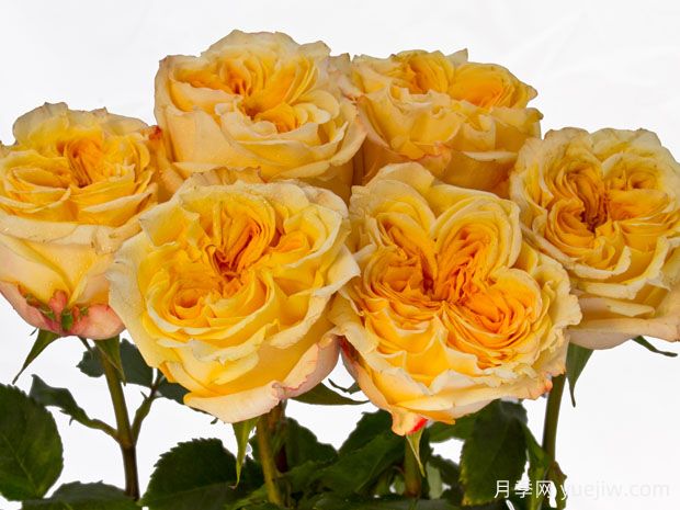 婚礼激情月季(图1)