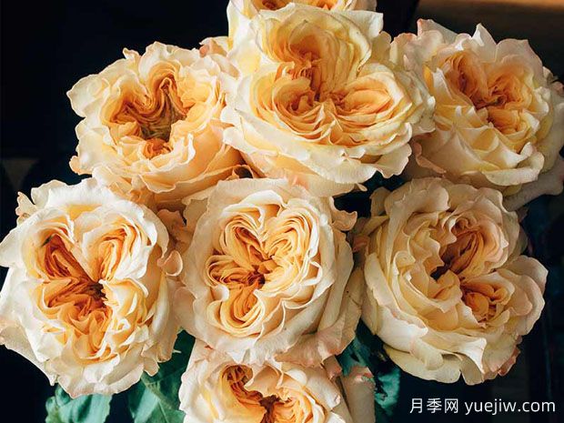 婚礼激情月季(图2)