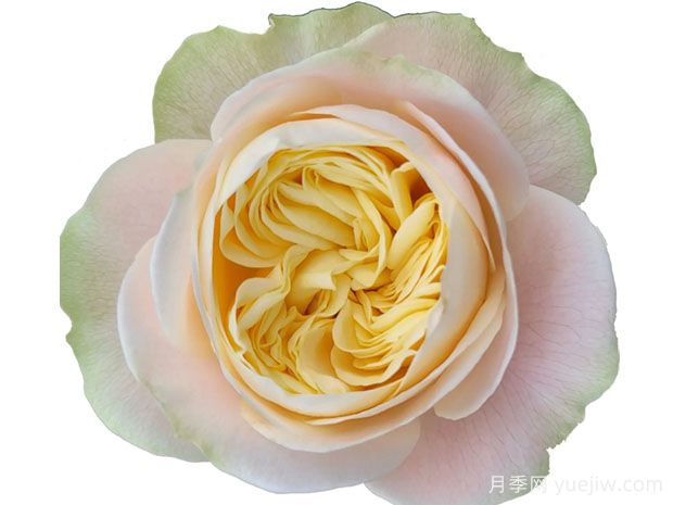 普莉希拉月季/普瑞希拉(图1)