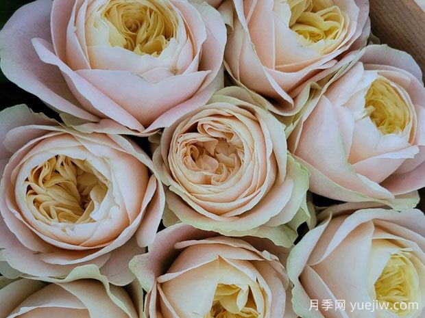 普莉希拉月季/普瑞希拉(图2)