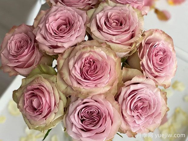 古典爱情月季/复古爱情(图2)