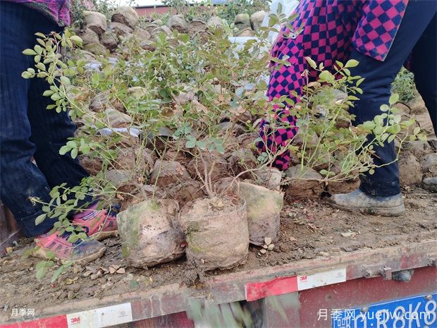 2千多株耐热型大钵月季苗出发广东深圳(图3)