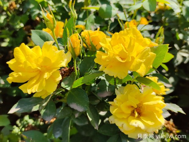 月季有四怕,避免掉才能皮实不黄叶死掉(图1) 月季有四怕,避免掉才能皮实不黄叶死掉(图1)