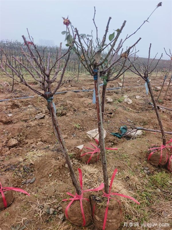 1000棵精品3公分月季树出发安徽绿化(图2)