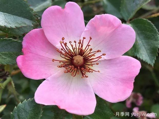 单提贝斯月季/俏丽贝丝(图2)