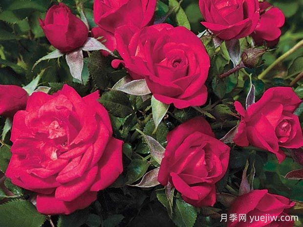 我的宝贝月季Be My Baby(图1)