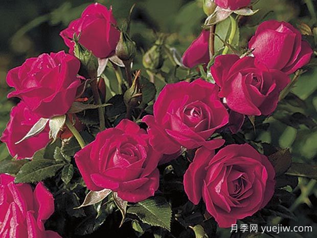 我的宝贝月季Be My Baby(图2)