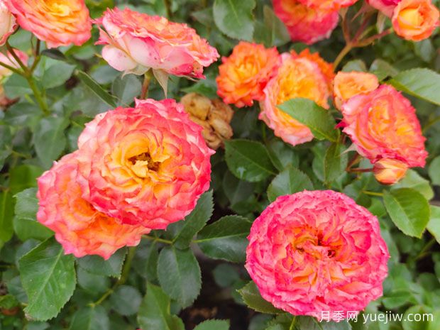 月季花为什么要靠药物生长？常见病虫害如何防治？(图1)