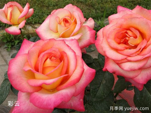 月季花养护:如何让您的月季繁花似锦(图1) 月季花养护:如何让您的月季繁花似锦(图1)